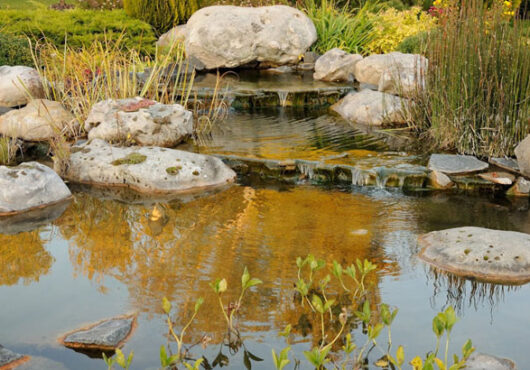 Water Features and Ponds